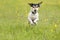 Dog running over dripping wet meadow - jack russell terrier seven years old