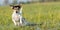 Dog running over dripping wet meadow - jack russell terrier seven years old