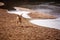 Dog running at a Scottish loch