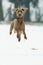 Dog running in the snow