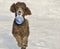 Dog running in snow with world ball