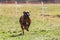 Dog running straight on camera and chasing coursing lure on green field