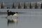 Dog running into water on a beach