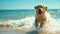 Dog Running Through Water at Beach