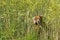 Dog running in the weath field