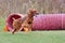 Dog runs through agility tunnel