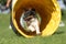 Dog runs through an agility tunnel. Jack Russell Terrier