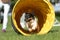 Dog runs through an agility tunnel - Jack Russell Terrier