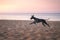 dog runs along the beach at sunset. Whippet plays in the sand