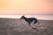 dog runs along the beach at sunset. Whippet plays in the sand