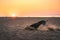 dog runs along the beach at sunset. Whippet plays in the sand