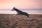 Dog runs along the beach at sunset. Whippet plays in the sand