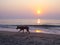 The dog runs around the beach at sunset