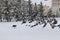 dog runs after a flock of pigeons in a city park in winter

ï¿¼