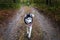 Dog runs on forest road on fallen leaves. Siberian husky dog with blue eyes in autumn forest. Front view.