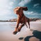 Dog runs happily on the beach