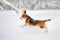 The dog runs in nature in winter.Beagle walks in the snow in flight