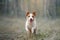 dog runs in a pine forest. little active jack russell in nature