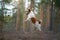 Dog runs in a pine forest. little active jack russell in nature