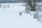 a dog runs in the snow through the woods, near trees