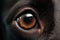 Dog\\\'s eye close-up