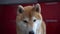 A dog`s face close-up. Pet looks into the camera and around. Bokeh. Shiba inu