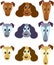 Dog`s faces 01