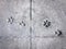 Dog`s Footprint on Cement Floor