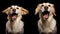 a dog\\\'s hilarious reactions to various everyday situations, from funny facial expressions to comical antics, AI Generated