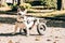 Dog\\\'s mobility problems. Disabled paralysed french bulldog walking in wheelchair. Dog with disabilities