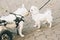 Dog\'s mobility problems. Disabled paralysed french bulldog walking in wheelchair playing with another dog