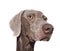 Dog\'s muzzle isolated