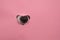 A dog's nose sticks out of a pink cardboard background. A hole in the shape of a heart.