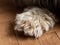 Dog`s paw with claws on wooden floor selective focus. The hind leg with nails. Pets grooming, treatments against insects