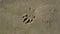 A dog's paw print on damp sand. Sea sand, dark paw mark.