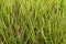 Dog\'s tail grass