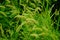 The dog\'s tail grass