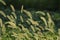 Dog\'s tail grass in backlight