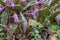 Dog`s-tooth-violet Erythronium dens-canis, pink flowering plants