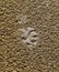 A dog`s track in the . A dog was walking along the seashore and left traces in the sand