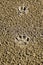 A dog\'s track in the sand. A dog was walking along the seashore and left traces in the sand.