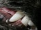 Dog`s white fangs with visible gums and hair around the muzzle