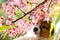 Dog and Sakura flower