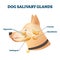 Dog salivary glands vector illustration. Animal anatomy educational scheme.