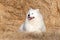 a dog Samoyed Dog Breed lies in summer on a haystack