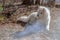 Dog samoyed lying on the ground in the forest slightly clouded behind the smoke of a fire