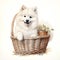 Dog_Samoyed_Watercolor1_1