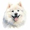 Dog_Samoyed_Watercolor1_12