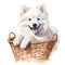 Dog_Samoyed_Watercolor1_4