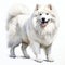 Dog_Samoyed_Watercolor1_5